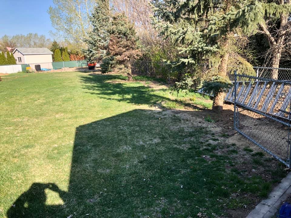 Lawn before restoration